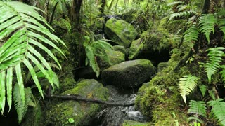 The sound of birds and the nature of the forest - 1