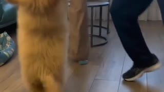 Dancing dog