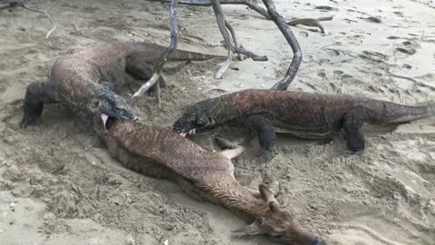 Komodo Dragon Attacks Deer On The Shore | Nasty Organ Pull