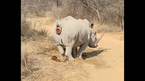 Wild Rhino is just like a dog! Watch to the end!!