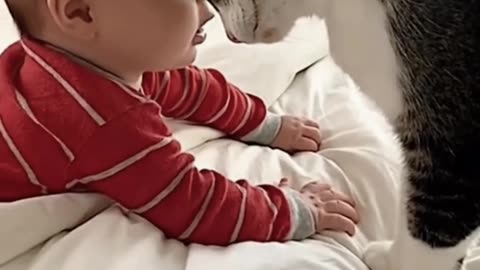 Cat Funny Play with Baby boy Amazing Video