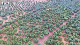 Incredible Mango Cultivation, Harvesting and Processing Process - Modern Agriculture Techniques