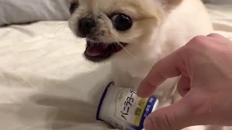 angry cute dog😘😍 tiktok video| viral tiktok video|