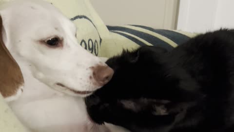 Dog And Cat Take Turns Licking Each Other