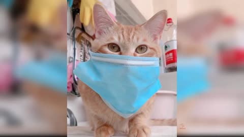 Baby Cats - Cute and Funny Cat Videos Compilation.