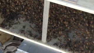 Our Bees Got DELIVERED! (Moving Our Beehives Part 1)