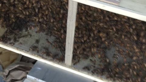 Our Bees Got DELIVERED! (Moving Our Beehives Part 1)