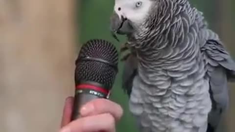 Einstein parrot answers every question