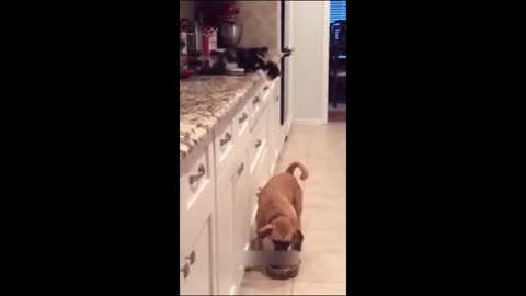 Funny animals - Funny cats/ dogs - Funny animal videos 2024 - Part 4