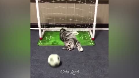 Fanniest Cat videos 😹