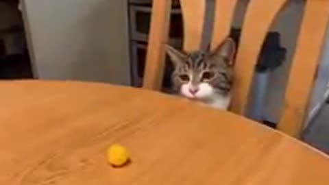 Funny cat silly moment 🐈😺