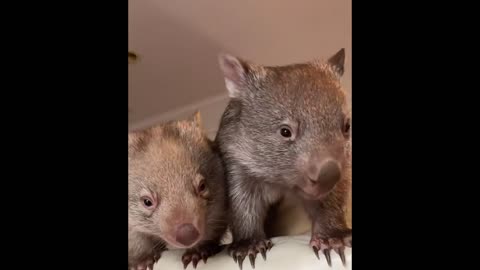 Wombat is the cutest animal in the world that you need to know #25