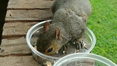 My friendly wild squirrel 🐿️🥰.