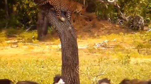 The speed of action of the leopard look|سرعت عمل پلنگ نگا کنید