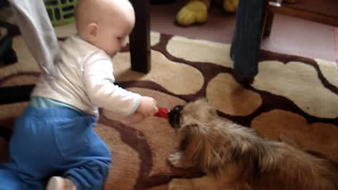 Dog vs Baby