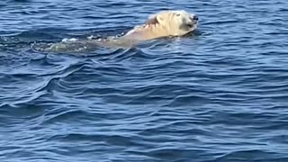 Boaters Pass by a Polar Bear