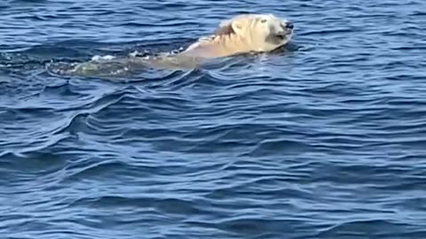 Boaters Pass by a Polar Bear