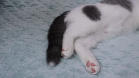 The paw of the kitten resembles that of a panda. What do you think