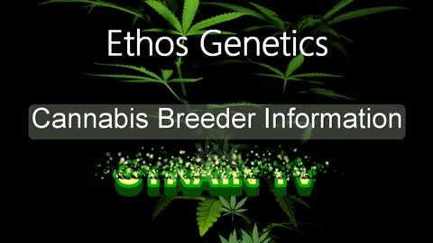 Ethos Genetics - Cannabis Strain Series #42 - STRAIN TV