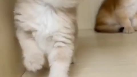 Best Funny Cats