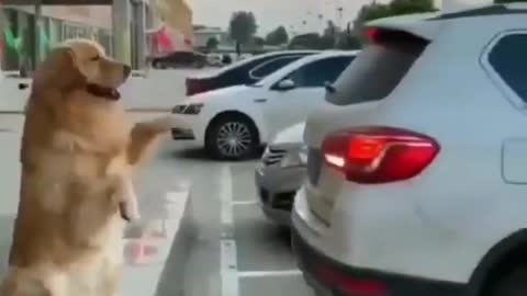DOG HELPING IN CAR PARKING
