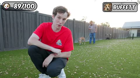 Mr. Beast saved 100 dogs from Dying