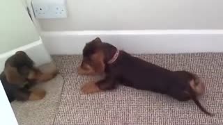 Cachorra de Dachshund hace todo lo que puede para jugar con su reflejo en el espejo