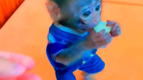 Adorable Monkeys, animal, monkey, pets, funny animals, baby monkey, lovely monkey #12