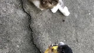 Squirrel and Cat Are Friends