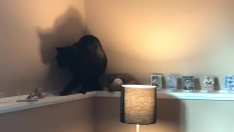 Be as Nimble as Midnight the Cat