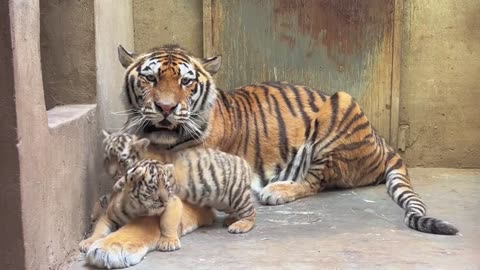 Very beautiful tiger