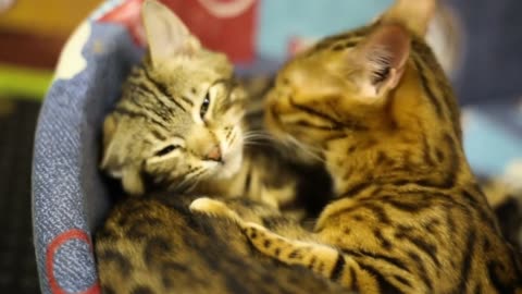 ACTUAL MEANINGS BEHIND 8 STRANGE CATS BEHAVIORS