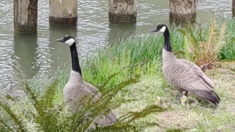 Dogs want geese