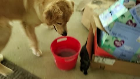 Mason Dog meets baby Hamlin kitten