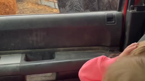 Twins Have Very Different Reaction to Cow