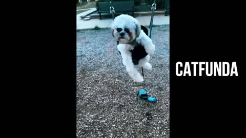 Funniest Animals Video - Funny Dogs And Cats - Try Not To Laugh Animals 2022