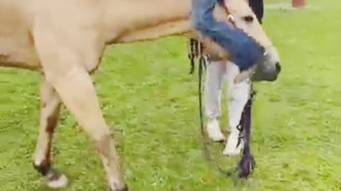 A horse allows girl to ride