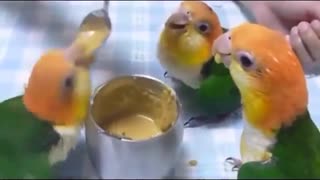 CUTE PARROT