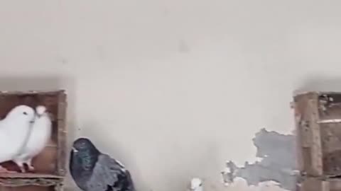 Pigeons residing in a Pakistani Shrine