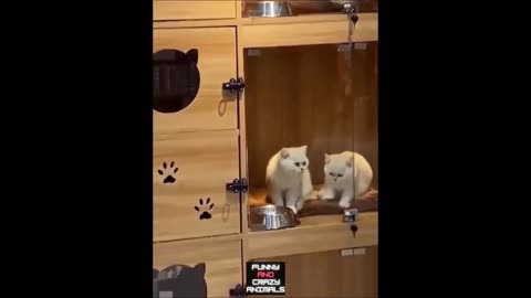 Funny animals videos and crazy