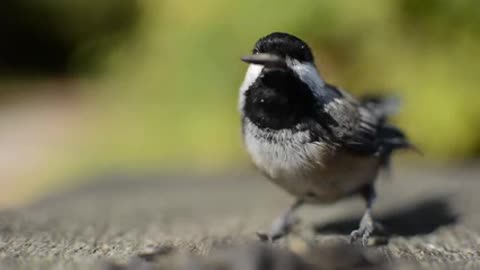 bird feeding at a wonderful weather