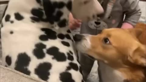 Dog Get A Hug From Human Baby Daughter...