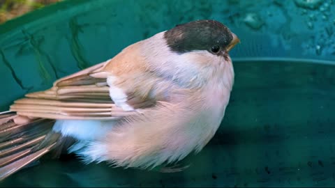 Cute bird shorts