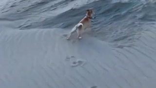 Chihuahua pup out of control happy at the beach
