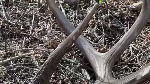 Shed Hunting - Whitetail Sheds Found- Marksman’s Creed #wildlife #hunting #shed
