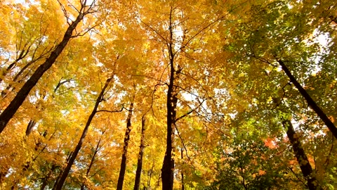 Nature video/autumn forest waking