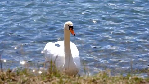 Cute White Duck Video 👌