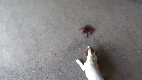 Puppy Overcomes Fear Of Spiders With Giant Robotic Bug.