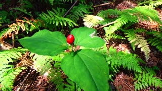 Trillium Undulatum Fruit