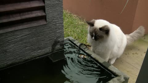 Ragdoll Cat Saves A Fish